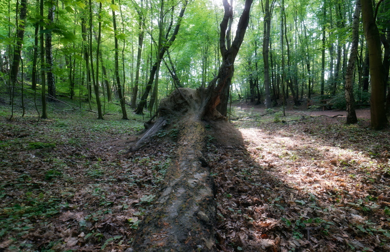 22 - A serene woodland scene focused on a large fallen tree, illustrating essential aspects of forest ecology